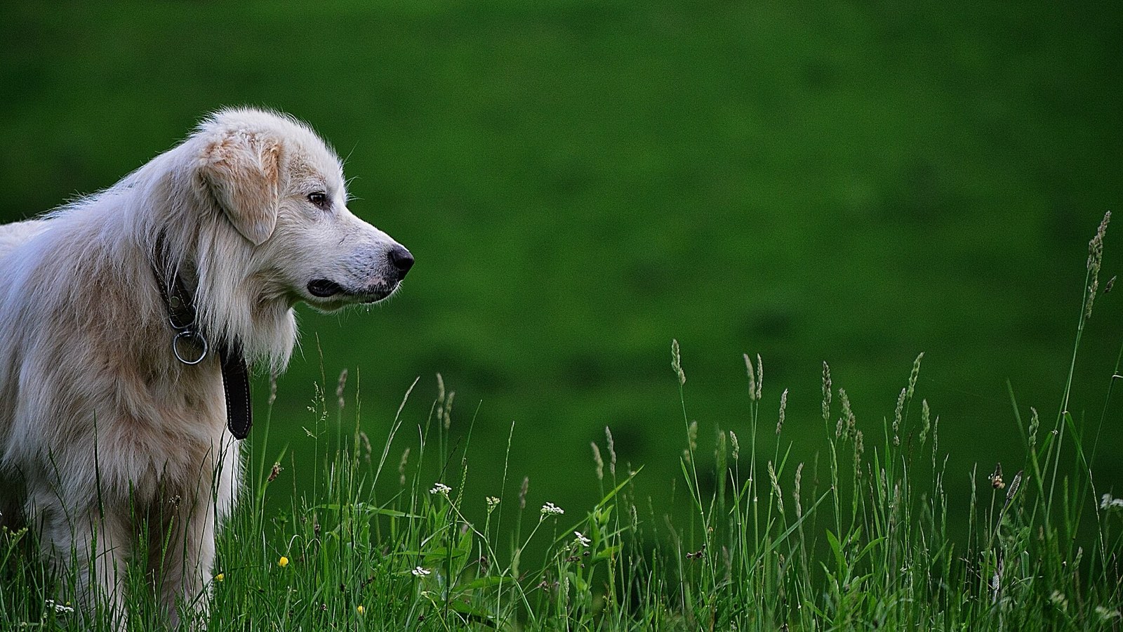 Çimenlerde golden retriever